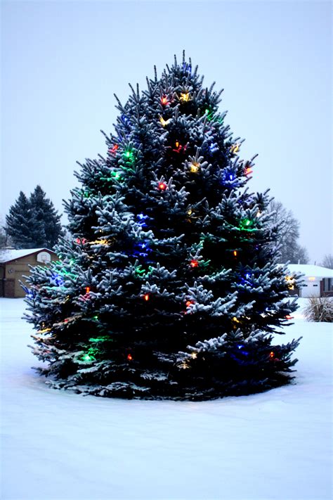 christmas tree images download|christmas tree images real.